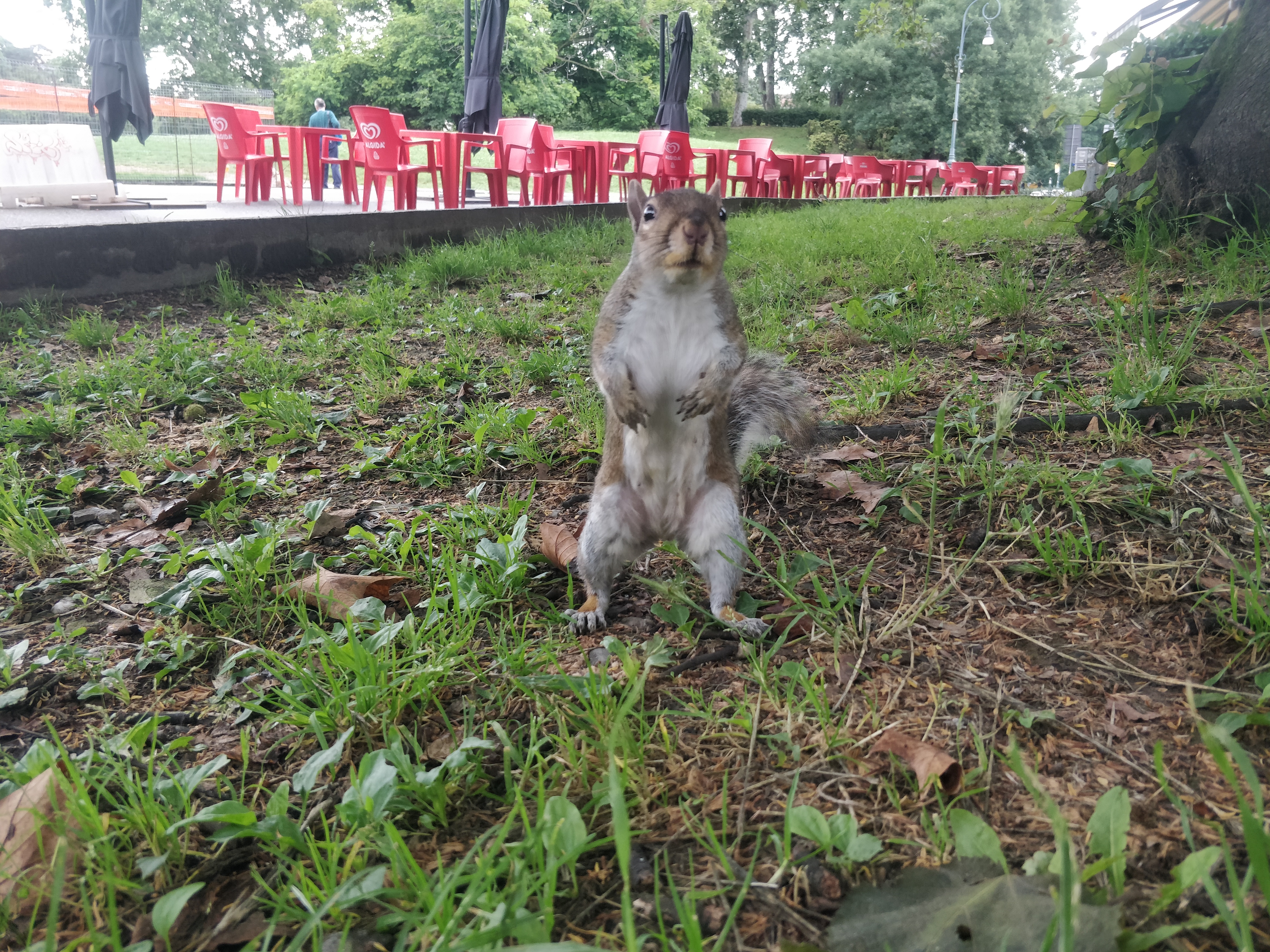 A very confident grey squirrel (<i>Sciurus carolinensis</i>) in Turin, Italy.