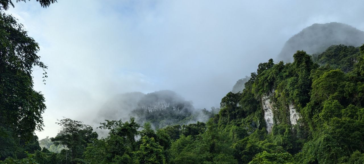 Vietnamese forest