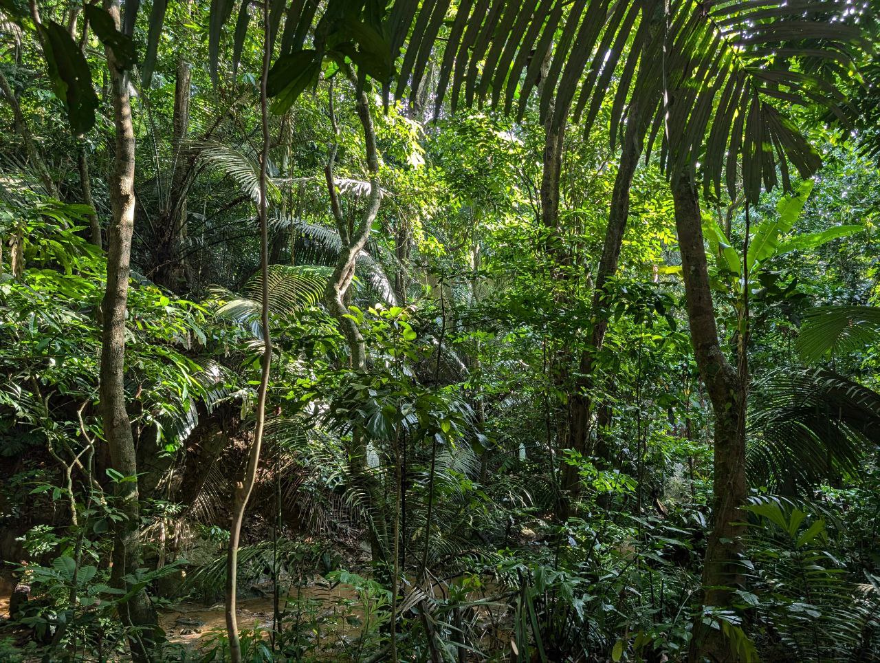 Vietnamese forest